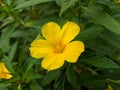 Yellow folwer in my garden