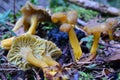 Yellow foot mushrooms in natural habitat Royalty Free Stock Photo