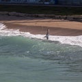 A yellow foot seagull catching a fish