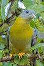 Yellow footed Green Pigeon looking strait Royalty Free Stock Photo