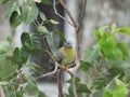 Yellow footed green pigeon perching on a tree branch Royalty Free Stock Photo