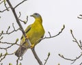 Yellow-footed green pigeon