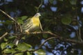 Yellow-footed green pigeon