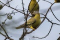 yellow-footed green pigeon or Treron phoenicopterus, also known as yellow-legged green pigeon, seen at Jhalana Reserve in