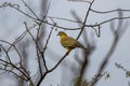 yellow-footed green pigeon or Treron phoenicopterus, also known as yellow-legged green pigeon, seen at Jhalana Reserve in