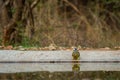 Yellow footed green pigeon or yellow legged green pigeon a thirsty bird on waterhole with reflection in water in hot summer season
