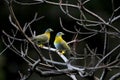 Yellow footed pigeons