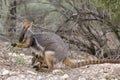 Yellow-footed Rock Wallaby