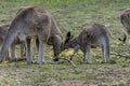 Yellow-Footed Rock Wallaby - Petrogale Xanthopus - Australian Kangaroo Sittin