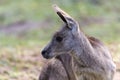 Yellow-Footed Rock Wallaby - Petrogale Xanthopus - Australian Kangaroo Sittin