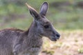 Yellow-Footed Rock Wallaby - Petrogale Xanthopus - Australian Kangaroo Sittin