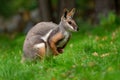 Yellow-footed Rock Wallaby - Petrogale xanthopus - Australian kangaroo - wallaby sitting on the green grass