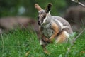 Yellow-footed Rock Wallaby - Petrogale xanthopus - Australian kangaroo