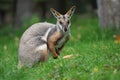 Yellow-footed Rock Wallaby - Petrogale xanthopus - Australian kangaroo