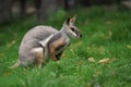 Yellow-footed Rock Wallaby - Petrogale xanthopus - Australian kangaroo