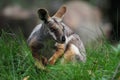 Yellow-footed Rock Wallaby - Petrogale xanthopus - Australian kangaroo