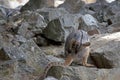 the yellow footed rock wallaby is preening himself Royalty Free Stock Photo