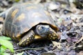 Yellow-footed tortoise Royalty Free Stock Photo