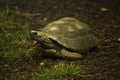 The yellow-footed tortoise Chelonoidis denticulatus. Royalty Free Stock Photo