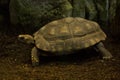 Yellow-footed tortoise, Brazilian giant tortoise Chelonoidis denticulatus. Royalty Free Stock Photo