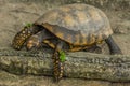 Brazilian giant tortoise Chelonoidis denticulata stands on the edge and looks down Royalty Free Stock Photo