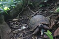 Yellow footed tortoise, Chelonoidis denticulatus, in his natural habitat: the amazon jungle Royalty Free Stock Photo