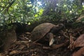 Yellow footed tortoise, Chelonoidis denticulatus, in his natural habitat: the amazon jungle Royalty Free Stock Photo