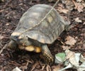 Yellow-footed tortoise close