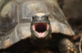 Yellow-footed tortoise Royalty Free Stock Photo