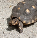 Yellow-Footed Tortoise on Pebbled Sand Royalty Free Stock Photo