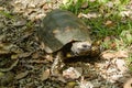 Yellow footed tortoise, Tobago