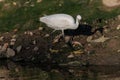 Yellow footed wading heron walking on a shoreline of a lake Royalty Free Stock Photo