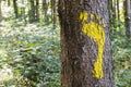 Yellow footprint signs on a tree in the forest for pedestrian. S