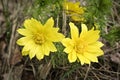 Yellow forest flowers Adonis vernalis pheasant`s eye, spring pheasant`s eye, yellow pheasant`s eye, false hellebore. Royalty Free Stock Photo