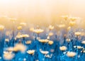 Yellow forest flowers on a background of blue leaves and stems. Artistic natural macro image. Wild flowers.