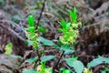 Yellow forest flowers with green trunks blossomed Royalty Free Stock Photo