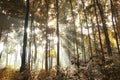 Morning Sunlight Inside a Yellow Forest Royalty Free Stock Photo