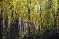 Yellow forest Royalty Free Stock Photo