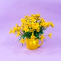 Yellow forest tulips in a yellow cup on a purple background. The basis for the postcard. Mother's Day, 8 March. Place