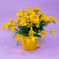 Yellow forest tulips in a yellow cup on a purple background. The basis for the postcard. Mother's Day, 8 March. Place