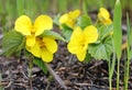 Yellow forest violets in early spring.
