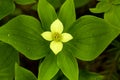 Yellow form of bunchberry flowers on Mt. Kearsarge, New Hampshire Royalty Free Stock Photo