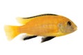 Yellow form of Melanochromis johannii Royalty Free Stock Photo