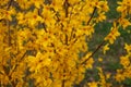 Yellow forsythia, blooming in April. Spring. Easter tree