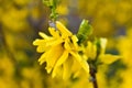 Yellow Forsythia blooms on a bush against