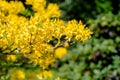 Yellow Forsythia blooms