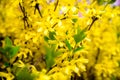 Yellow Forsythia blooms