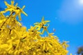 Yellow forsythia buch close up. Beautiful nature background