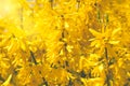 Yellow forsythia buch close up. Beautiful nature background