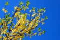 Yellow forsythia bush in front of blue sky